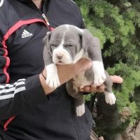 American Bully XL/Американско Були ХЛ , снимка 7 - Питбул - 45359291