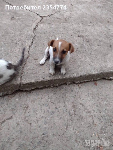 джак рьсел, снимка 1