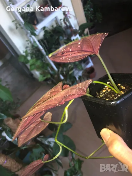 Syngonium erythrophyllum Red Arrow , снимка 1