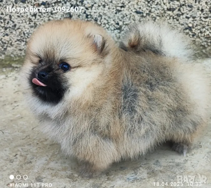 Померан момиче, снимка 1