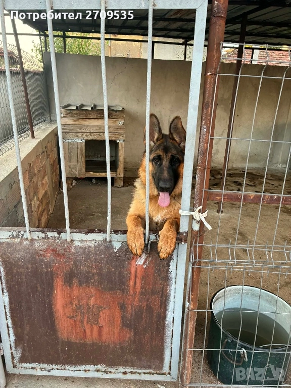 Немска овчарка, снимка 1