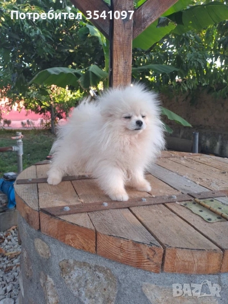 Померан , снимка 1