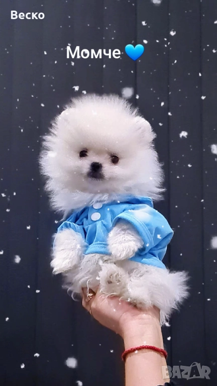 Померан мини мъжко , снимка 1