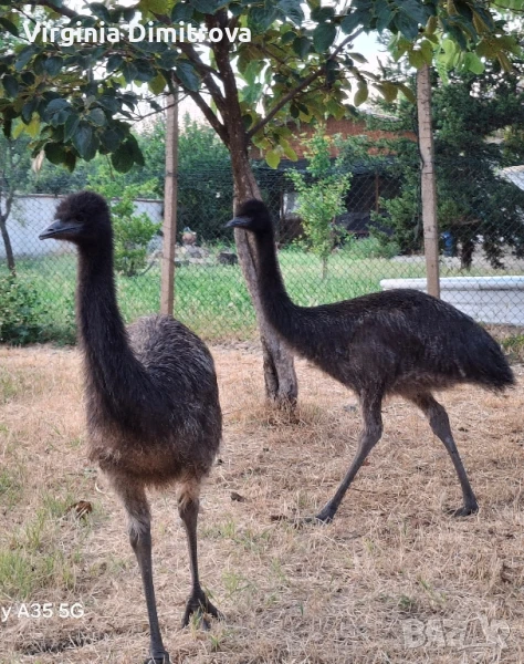 Ему чифт, снимка 1