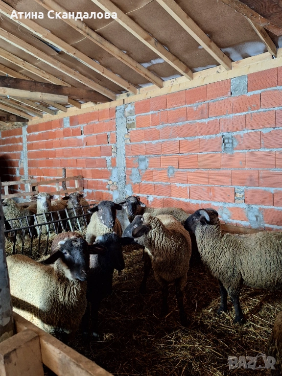 Селскостопански животни , снимка 1