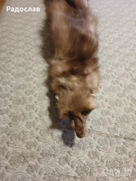 Яка от Белка, снимка 1