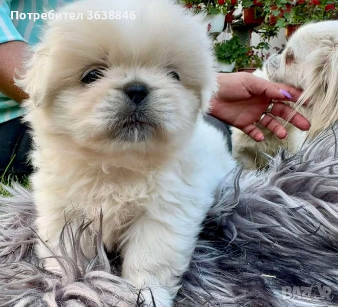 Пекинез, снимка 1