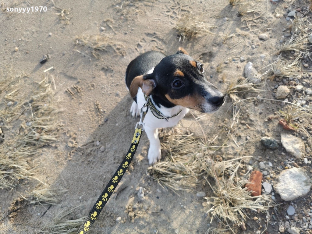 ДЖАК РЪСЕЛ ТЕРИЕР-ЖЕНСКО КОЛЕДНО КУТРЕ 1112251705, снимка 1