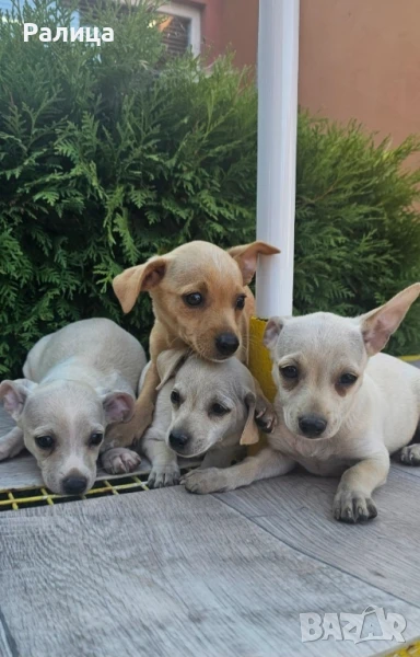 Очарователни пинчери търсят своя нов дом!, снимка 1