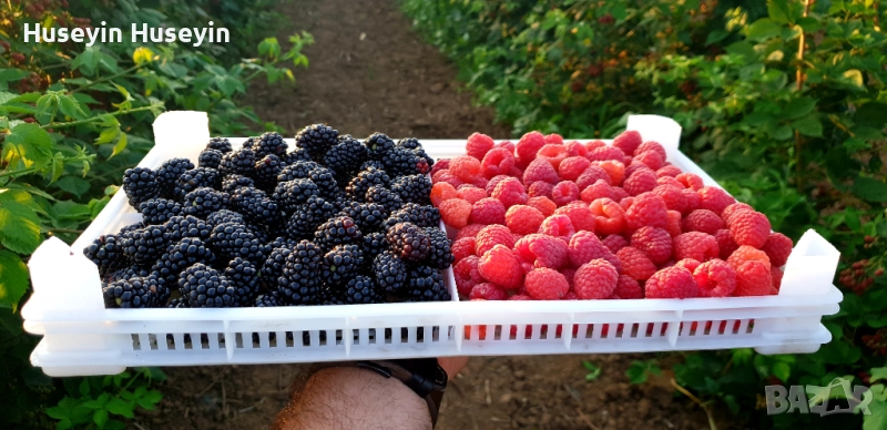 Расад Малини и Къпини без бодли, снимка 1