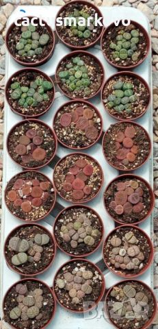 Lithops микс, снимка 1 - Стайни растения - 46742970