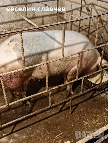 Свиня първескиня за клане, снимка 2 - Прасета - 53895299