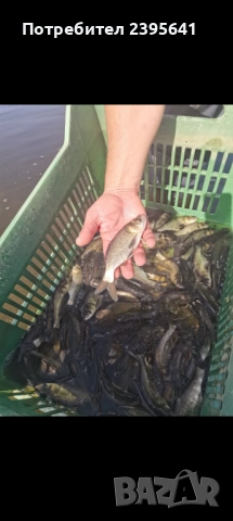 Зарибителен материал толостолоб, снимка 2 - Други животни - 53968500