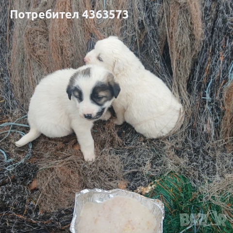 Продавам малки кученца ,караачанска овчарка ,2 мъжки и 2 женски, снимка 2 - Каракачанска овчарка - 53096624