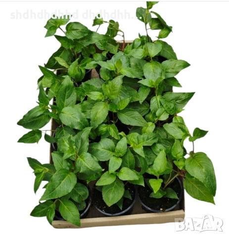 Каскадна Фуксия , снимка 18 - Градински цветя и растения - 54270784