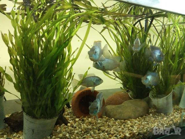 Акара блу електрик, снимка 5 - Рибки - 54036043