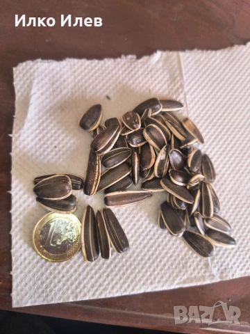 Шарен едър слънчоглед за птици