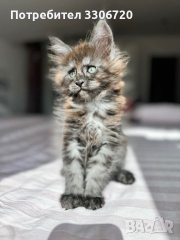 Maine coon коте , снимка 6 - Мейн кун - 46434747