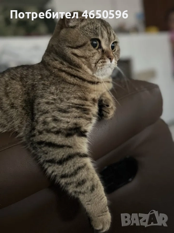 Британски котета , снимка 4 - Други - 52580104