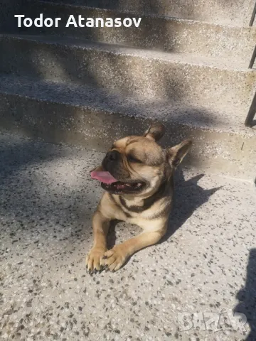 френски булдог женска. , снимка 7 - Френски булдог - 50194174