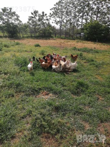 Продавам домашни кокошки, снимка 2 - Кокошки и пуйки - 45497799
