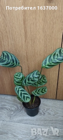 Ктенанте Burle marxii 