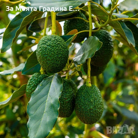 Авокадо , снимка 9 - Градински цветя и растения - 53636003