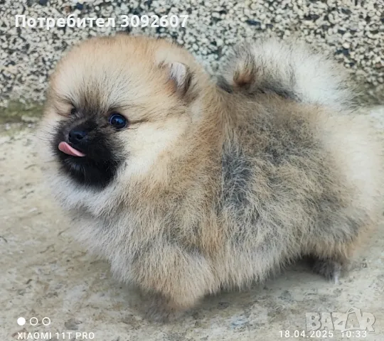 Померан момиче