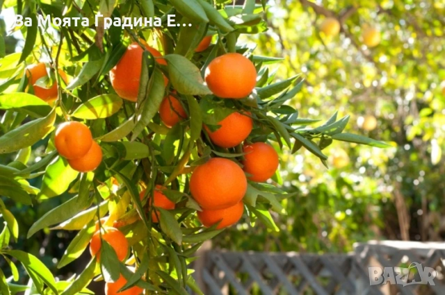 Цитрусови растения 8 вида – Лимон , Портокал , Мандарина, Грейфрут  , снимка 14 - Градински цветя и растения - 53623168