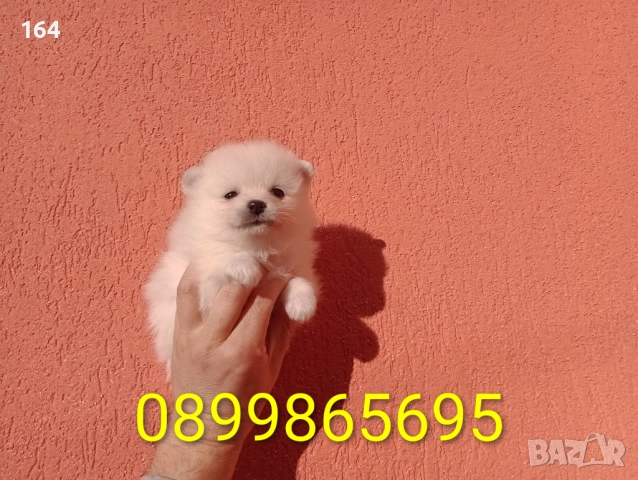Мъжки и женски бели Померани., снимка 12 - Померан - 52926923