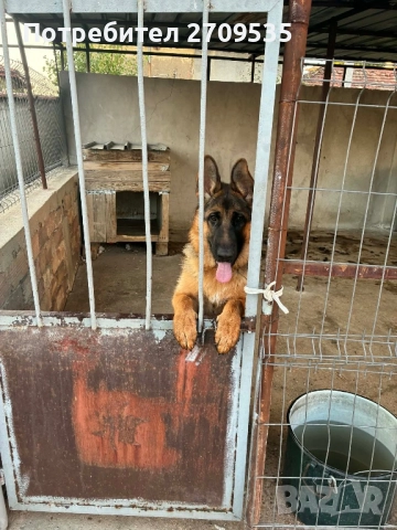 Немска овчарка