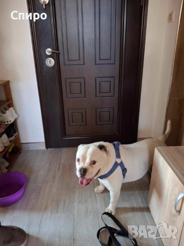 Американски булдог, снимка 2 - Други - 53012860