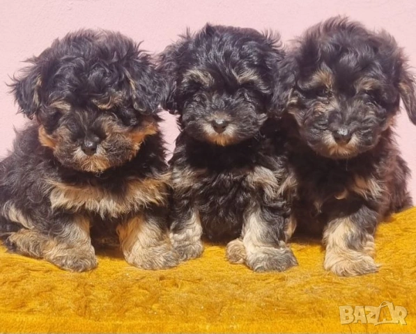 ЙоркиПу, снимка 3 - Йоркширски териер - 53757002