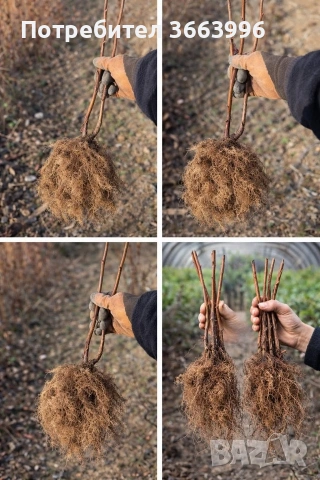 продавам фантастичен разсад ягоди и малини , снимка 18 - Разсади - 53688553