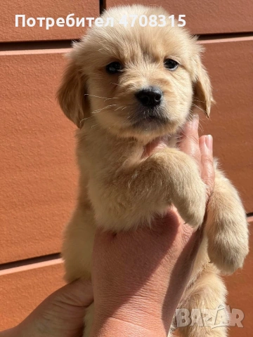 Голдън ретривър момченце родословен баща