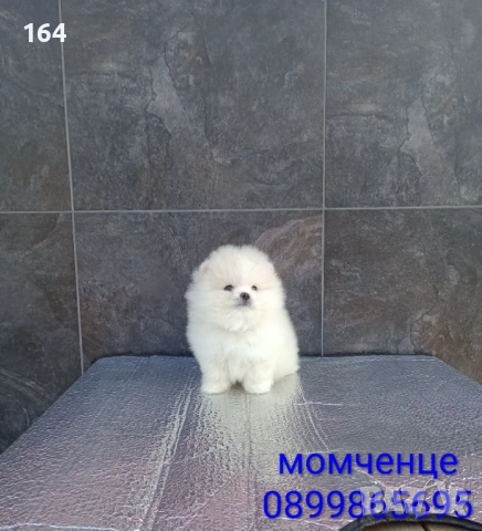Мъжки мини Померан. Реални снимки от 19.01.26 г. 