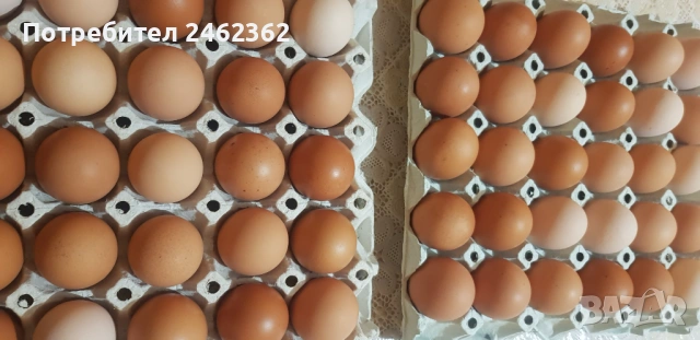 Яйца от свободни кокошки