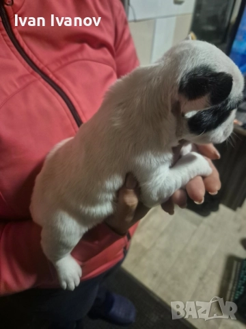 френски булдочета, снимка 2 - Френски булдог - 52489123