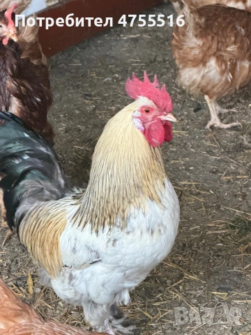 Продавам петли за месо и разплод , снимка 2 - Кокошки и пуйки - 53714758