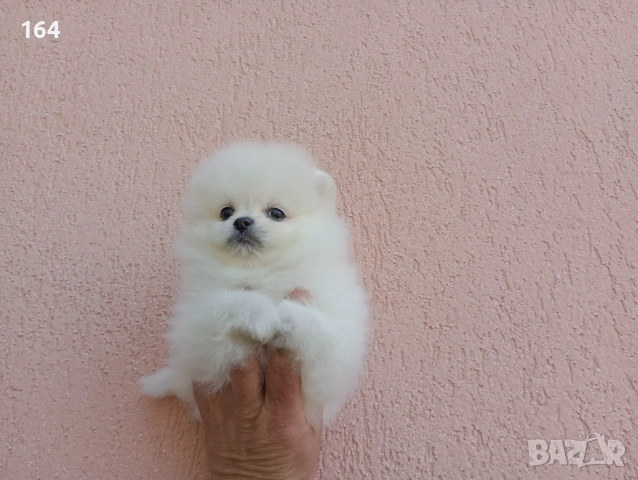 Померани. Реални снимки от 19.04.26 г. , снимка 11 - Померан - 54219294