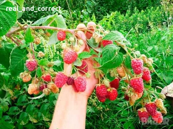 ВЪЛШЕБЕН Целогодишен Разсад Корени - Ягоди и Малини, снимка 3 - Разсади - 53687906