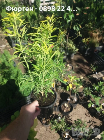 Чойсия (Портокалово цвете) - Choisya Aztec Gold, снимка 8 - Разсади - 51551729