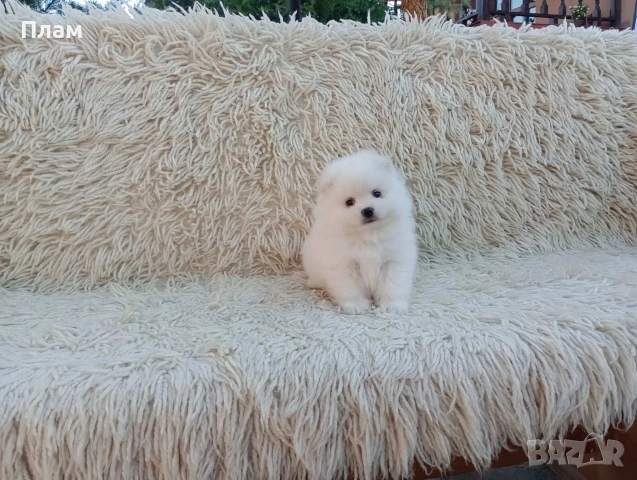 Мъжки и женски Померани.Реални снимки от 06.04.26 г., снимка 9 - Померан - 54105762