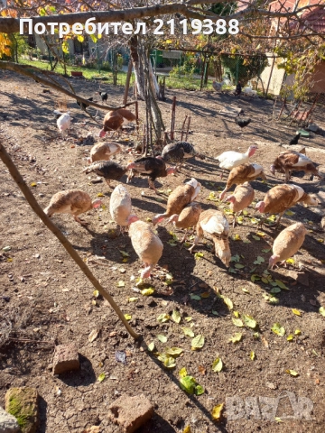 Пуйки на 7 месеца.1бр Мъжки и 4бр женски, снимка 3 - Кокошки и пуйки - 52678683