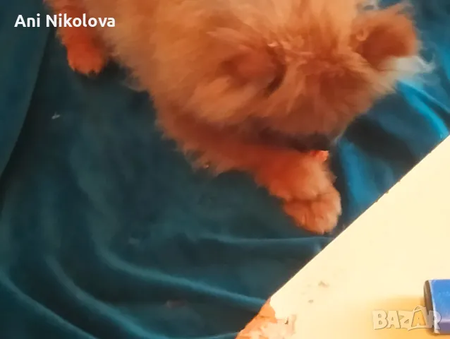 Померан Бо, снимка 8 - Померан - 49266572