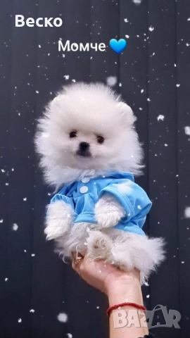 Померан мини мъжко 