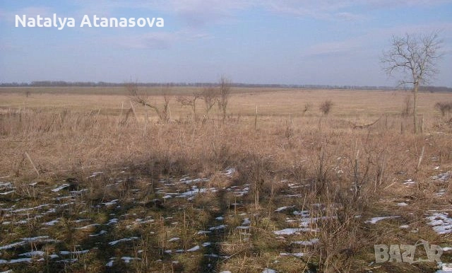 Къща за продажба в Рогозина, област Добрич, снимка 4 - Къщи - 53656407