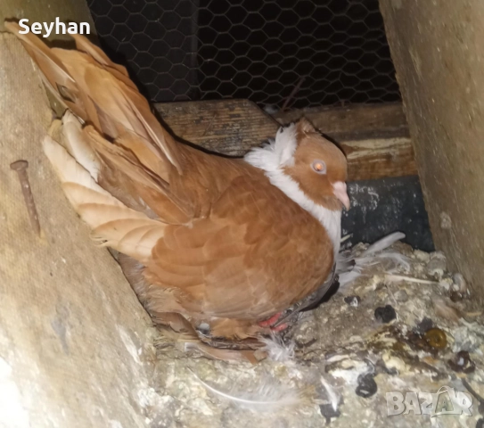 Чирпански гълъби , снимка 3 - Гълъби - 52800004