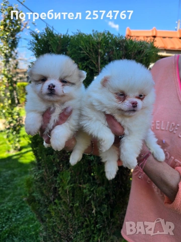 Померани , снимка 18 - Померан - 54097931