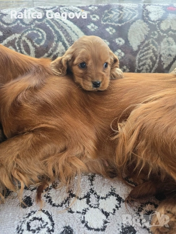 чистокръвни Кокер Шпаньоли, снимка 4 - Кокер шпаньол - 53248978